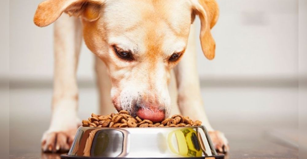 Exigen al gobierno reducir los impuestos de los alimentos para mascotas – «No son un lujo»