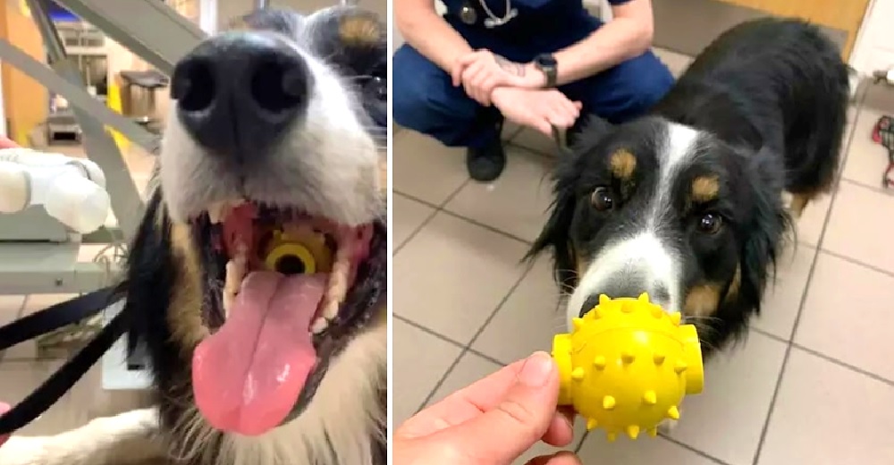 Un perro se asfixia con una pelota en su garganta y se salva por un agujero en el juguete