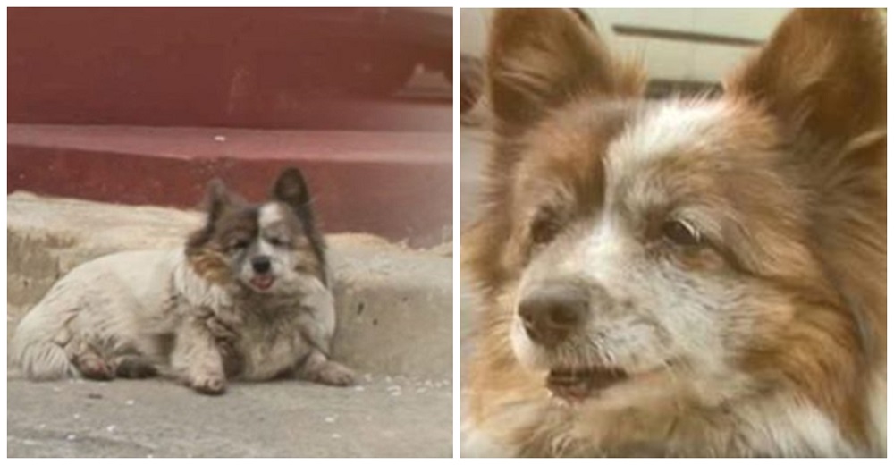 Perrita casi ciega lleva 10 años esperando a su familia en el mismo lugar donde la abandonaron