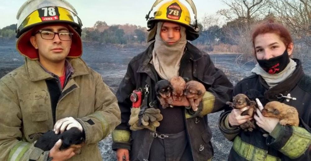 Los bomberos salvan la vida de 7 cachorritos refugiados en el agujero de un árbol en llamas Los bomberos salvan la vida de 7 cachorritos refugiados en el agujero de un árbol en llamas