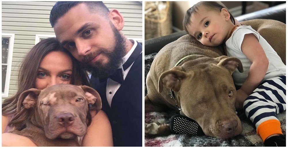 Tras ser arrojado de un auto en marcha este pitbull hoy no puede creer que merezca tanto amor Tras ser arrojado de un auto en marcha este pitbull hoy no puede creer que merezca tanto amor