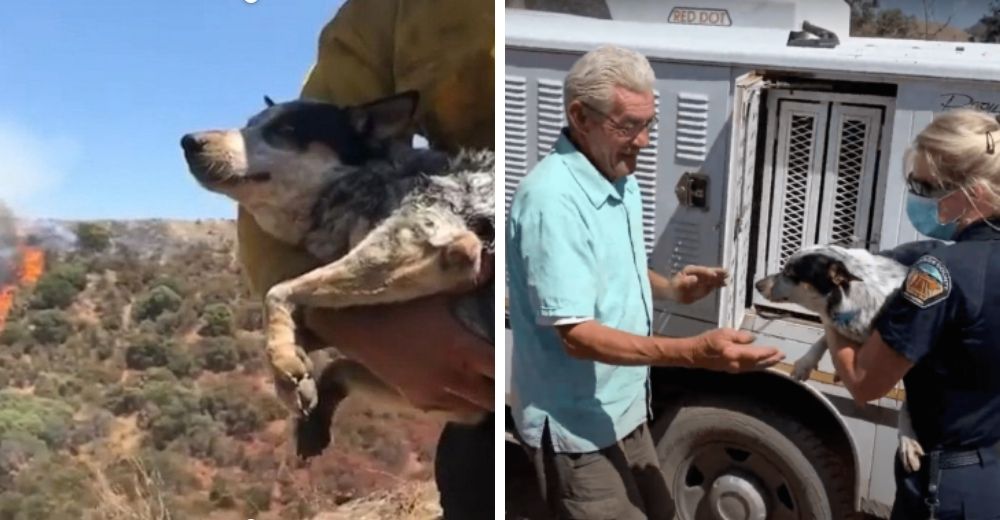 Se reúne con su amado perrito tras pensar que perdió la vida en manos de un coyote Se reúne con su amado perrito tras pensar que perdió la vida en manos de un coyote