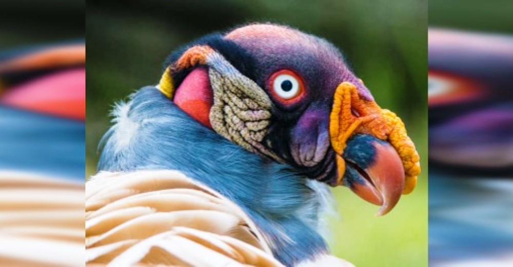 Es tan bello y colorido que el mundo está cambiando su percepción sobre los buitres