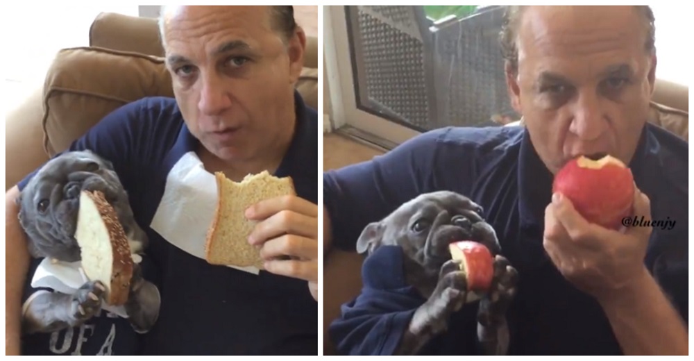Perrito sordo disfruta comer todo tipo de alimentos exactamente igual que lo hace su padre