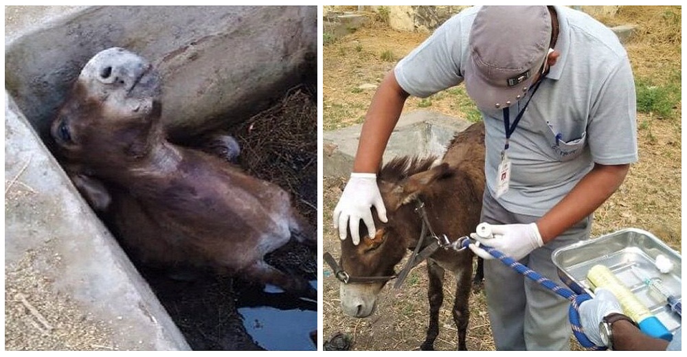 «No tenía más remedio que mirar fijamente al cielo” – Atrapado en un pozo no se cansó de esperar