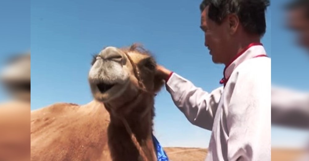 Camello afligido atraviesa 100 km por el desierto tratando de encontrar a su antiguo dueño