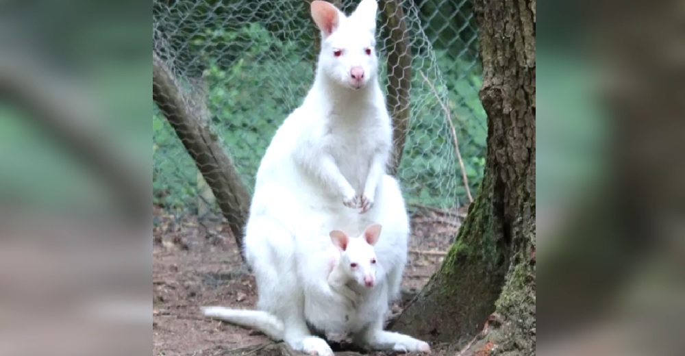 Piden ayuda para encontrar a una bebé canguro albina que fue trasladada a un zoológico
