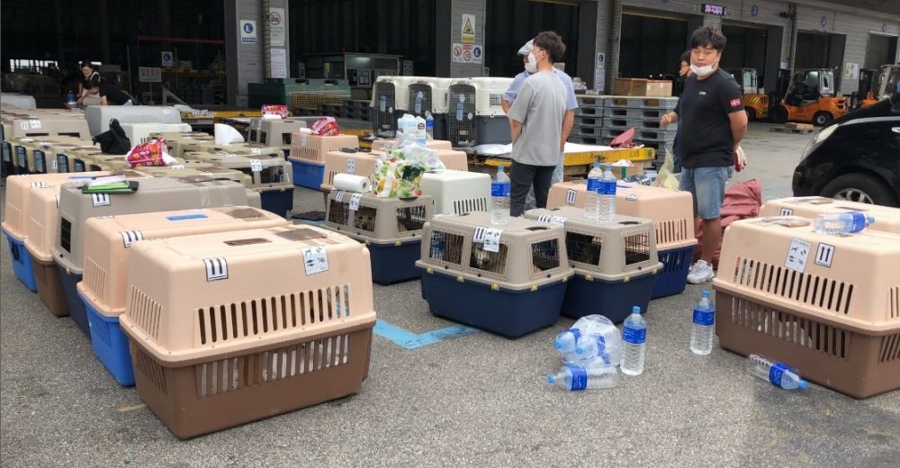 Rescatistas llegan justo a tiempo para salvar más de 100 perros de una terrible granja de carne Rescatistas llegan justo a tiempo para salvar más de 100 perros de una terrible granja de carne