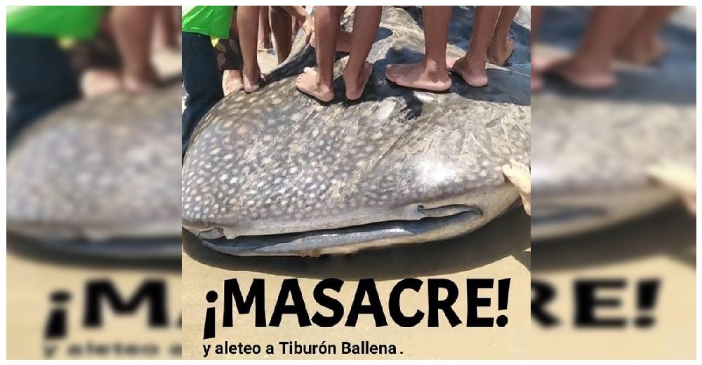 Cazan a un tiburón ballena en peligro de extinción y se graban mientras atentan contra su vida