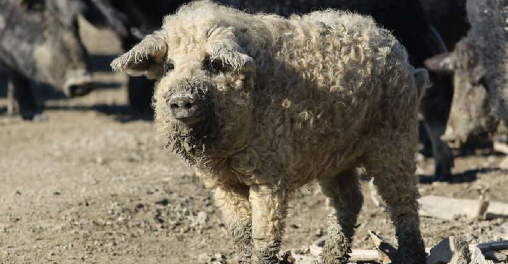 La esponjosa apariencia de este peludo cerdito que es prácticamente una oveja se hace viral La esponjosa apariencia de este peludo cerdito que es prácticamente una oveja se hace viral