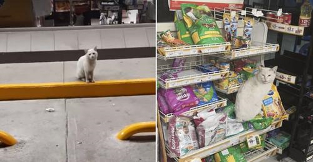 Gato callejero visita una tienda todos los días para pedirle a la gente que le compre golosinas