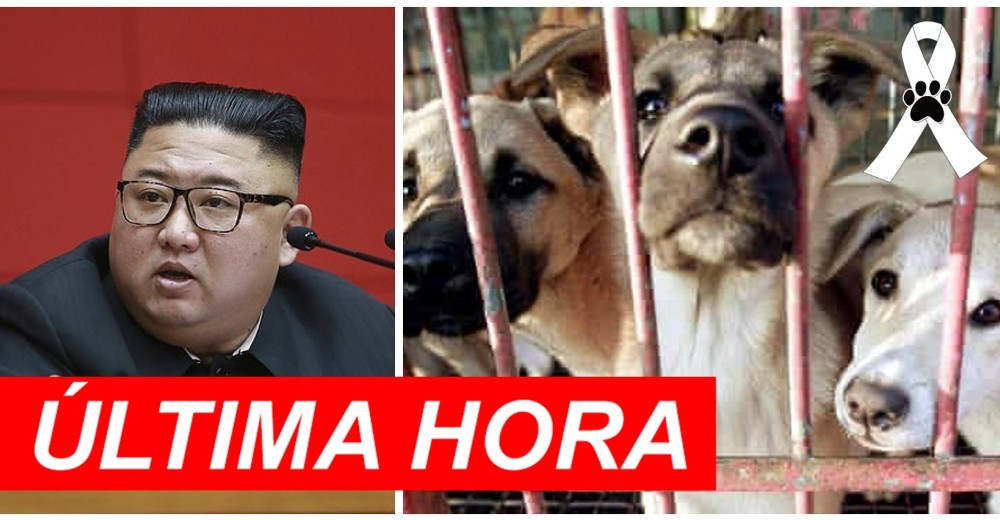 Corea del Norte ordena entregar a los perritos de compañía para que puedan servir de alimento Corea del Norte ordena entregar a los perritos de compañía para que puedan servir de alimento