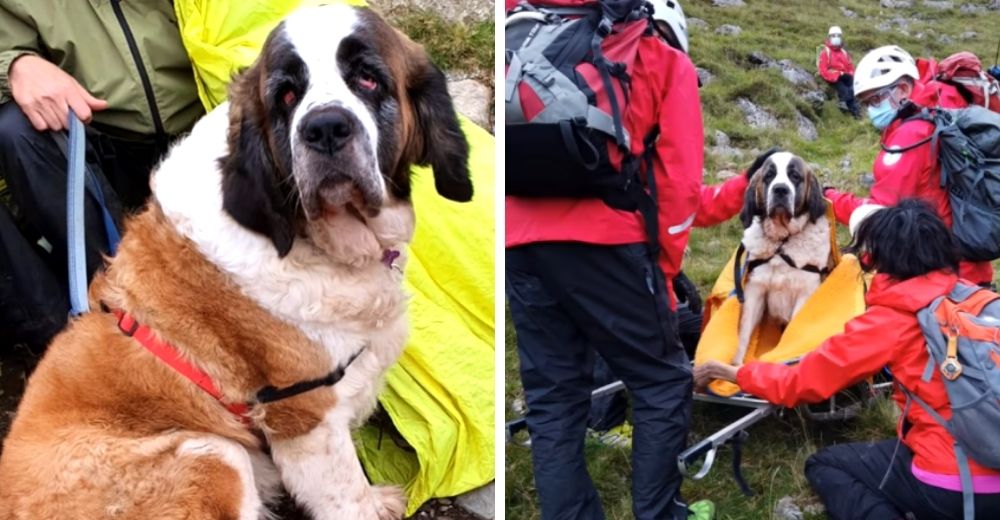 Una perrita de rescate termina avergonzada después de movilizar a 16 hombres para salvarla Una perrita de rescate termina avergonzada después de movilizar a 16 hombres para salvarla