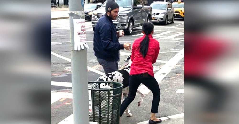Un conocido actor reacciona de inmediato para salvar a un perro en grave peligro Un conocido actor reacciona de inmediato para salvar a un perro en grave peligro