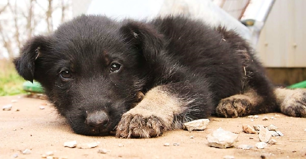 Débil cachorro de un criadero se arrastra en su último intento de suplicar ayuda a rescatistas