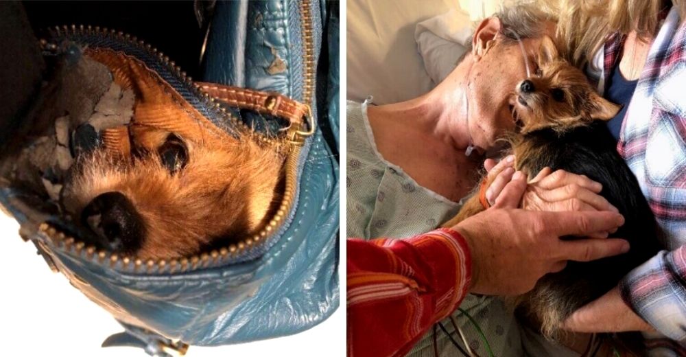 Enfermeras ayudan a la familia a colar al perrito en un bolso para que se despidiera de su dueño Enfermeras ayudan a la familia a colar al perrito en un bolso para que se despidiera de su dueño