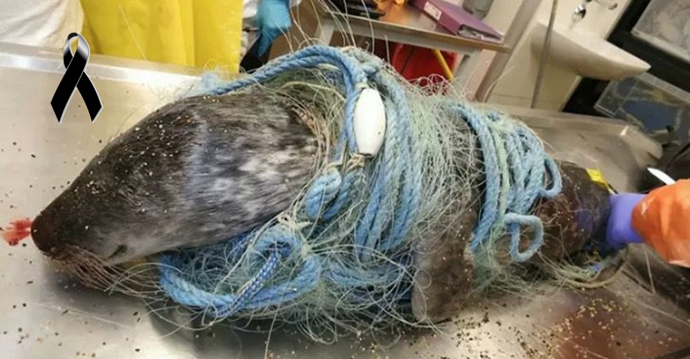 El caso de un delfín y una foca halladas flotando enredados en el océano causa conmoción