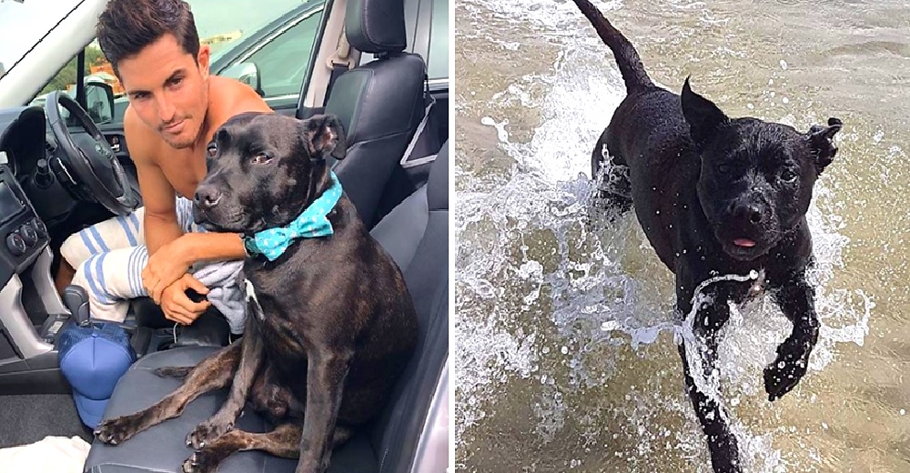 Lucha para que le permitan quedarse para siempre con el perrito que acogió de forma temporal