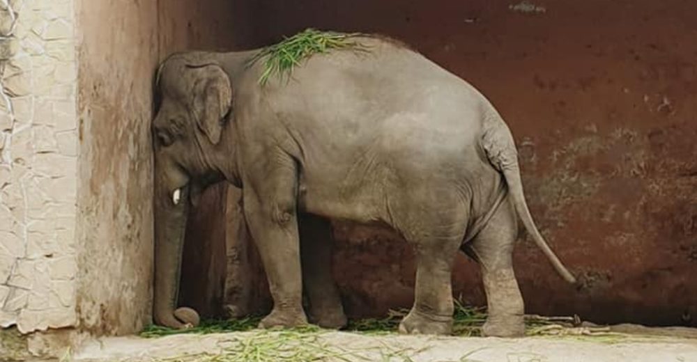 El elefante que sufre una severa depresión finalmente será puesto en libertad