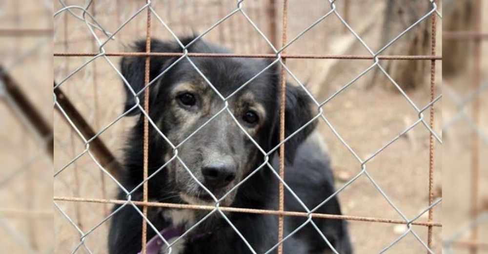 Nueva ley ordena 4 años de prisión para quienes sean acusados de malos tratos hacia los animales Nueva ley ordena 4 años de prisión para quienes sean acusados de malos tratos hacia los animales
