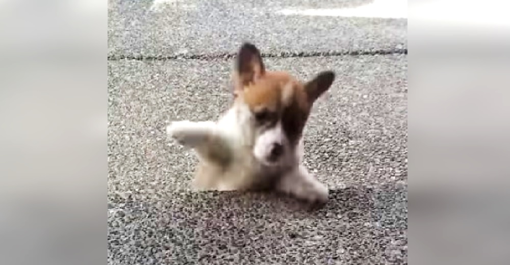Una cachorrita con patitas cortas llora cuando piensa que no logrará subir el escalón Una cachorrita con patitas cortas llora cuando piensa que no logrará subir el escalón