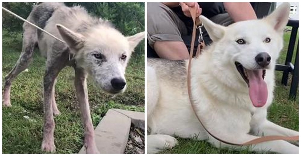 Un husky desnutrido logra una emocionante transformación tras ser salvado de manos de sus dueños