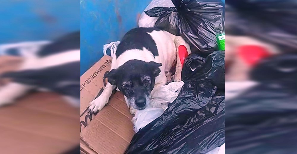 Graban a una perrita que dejaron a su suerte en un basurero tras descubrir que tenía un tumor