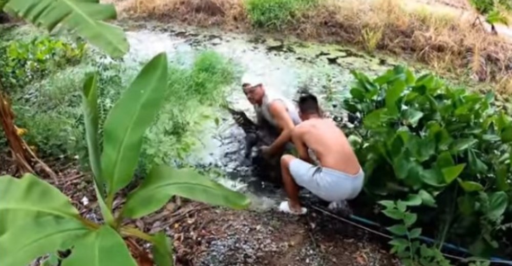 Critican a Frank Cuesta por capturar a un enorme lagarto que era amenaza para sus aves