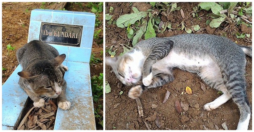 Desolado gatito ha pasado un año llorando desconsoladamente sobre la tumba de su dueña