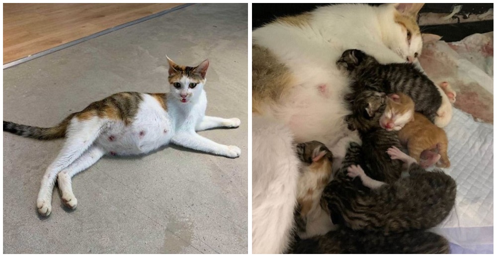Rescata a una gatita «muy embarazada» yendo al trabajo y termina dando a luz en plena oficina