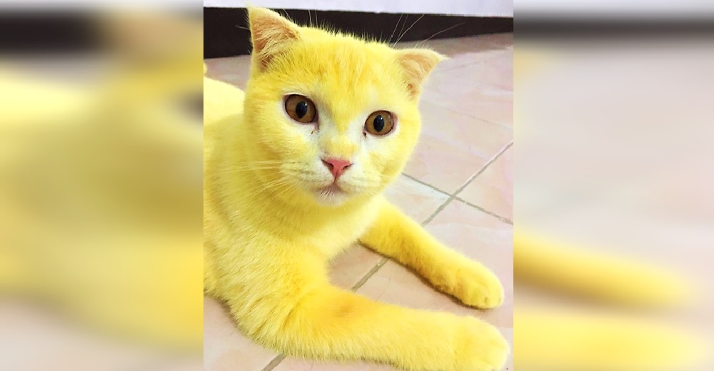 Un gato queda completamente amarillo después de que intentaran curarle una infección en la piel