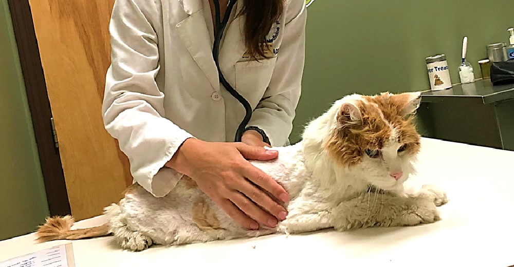 Encuentran a un gato anciano abandonado que caminaba buscando ayuda, hasta que ya no pudo más