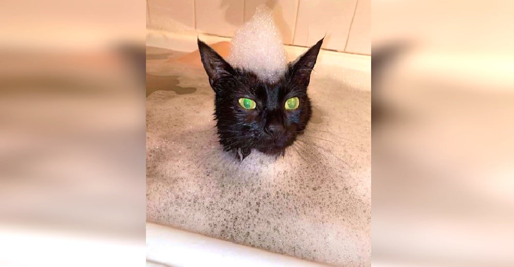 Mientras su dueña la baña en una tina caliente maúlla desesperada porque no se quiere salir Mientras su dueña la baña en una tina caliente maúlla desesperada porque no se quiere salir