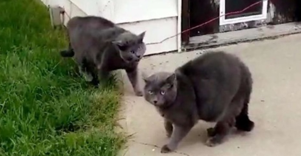 Mujer no entiende nada al descubrir a su gato enfrentándose a su «gemelo idéntico» perdido Mujer no entiende nada al descubrir a su gato enfrentándose a su «gemelo idéntico» perdido