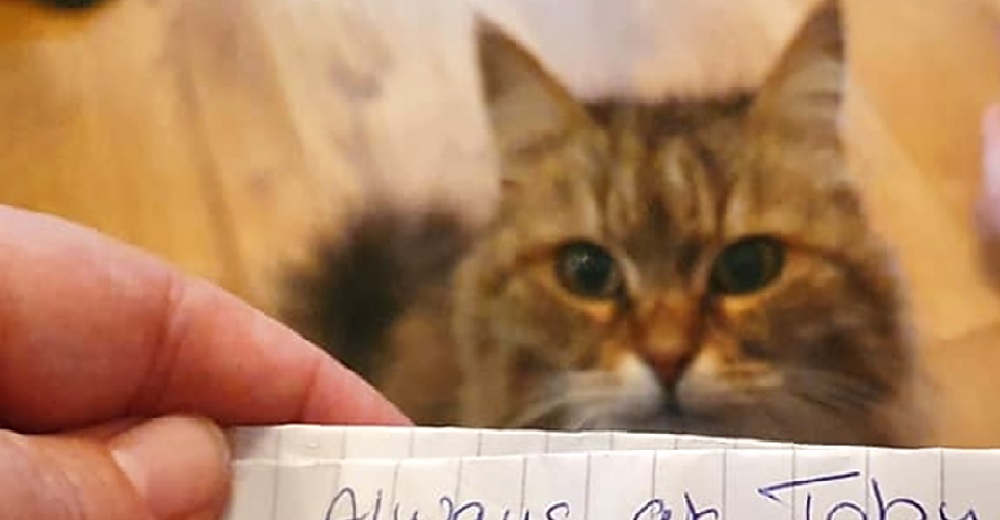 Una gatita regresa a casa con una extraña nota que revela que ha estado llevando una doble vida Una gatita regresa a casa con una extraña nota que revela que ha estado llevando una doble vida