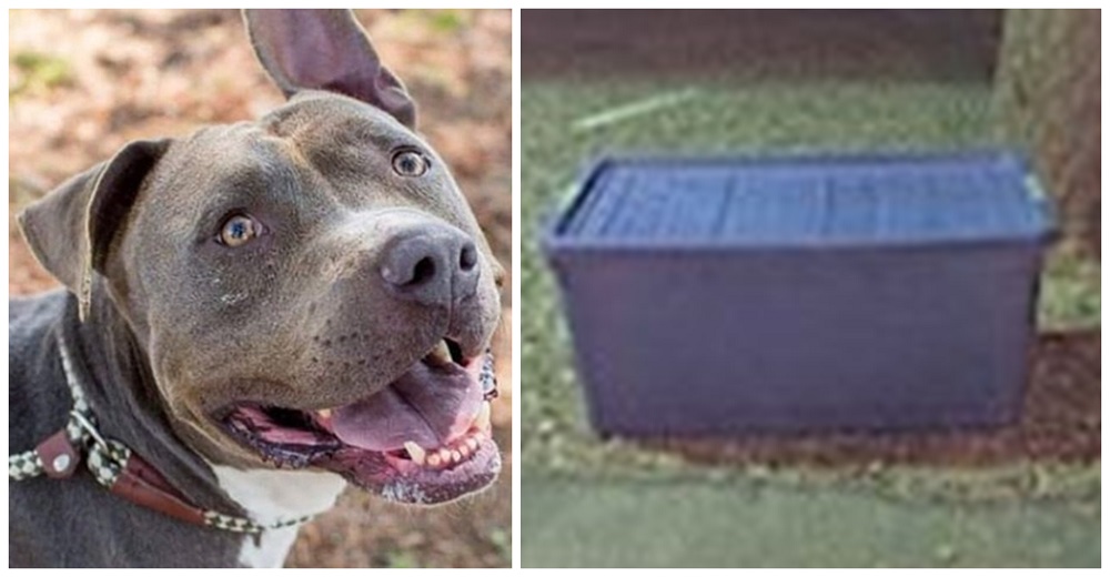 Saca a pasear al perro de un refugio y él hace de todo para alertarlo de una caja abandonada