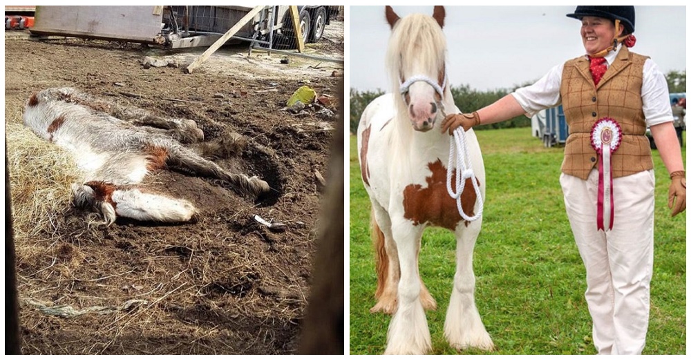 La increíble recuperación de una poni casi sin aliento que fue «dada por muerta» por su dueño