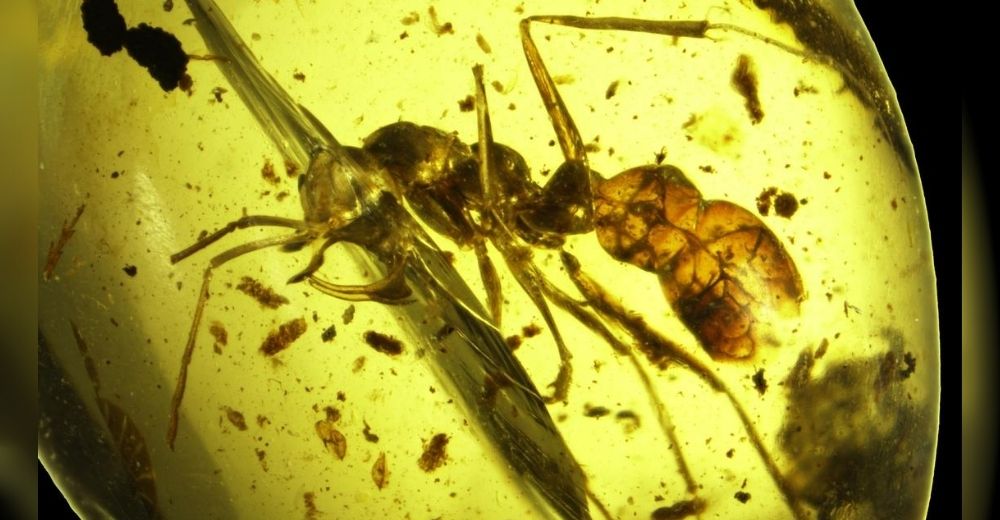 Hallan el fósil de una extinta especie de hormiga que muestra cómo actuaba contra su presa