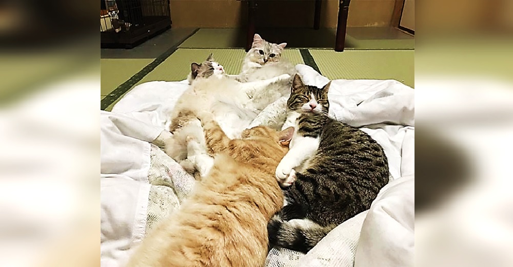 Gatitos reciben a huéspedes de un hotel para ayudarlos a descubrir si son sus mascotas ideales