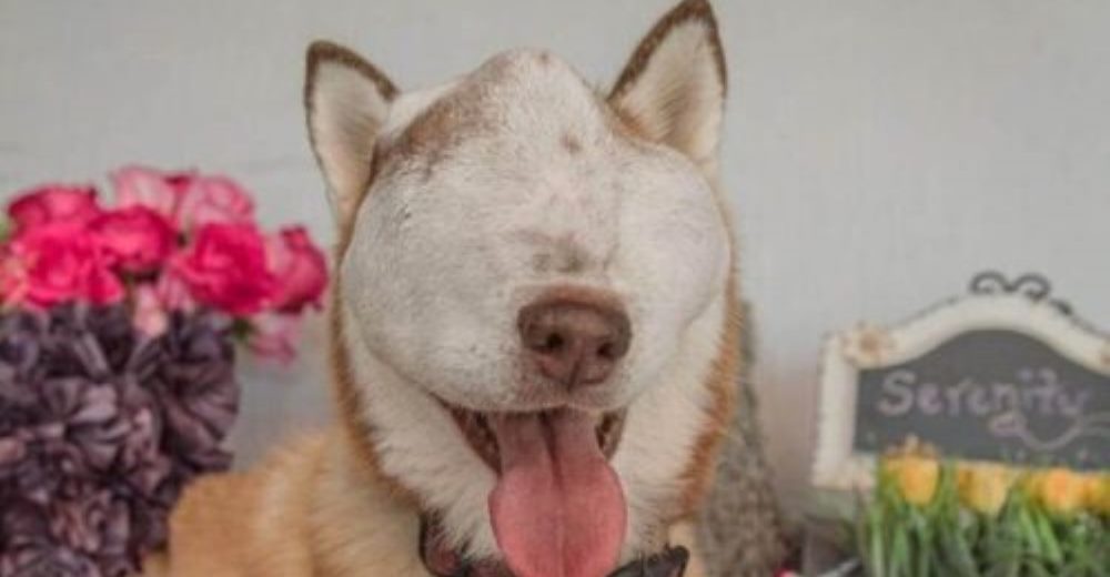 Señalan a la dueña de una perrita con un tumor intratable por negarse a sacrificarla Señalan a la dueña de una perrita con un tumor intratable por negarse a sacrificarla