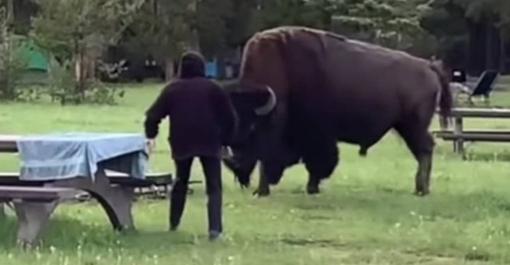 Un bisonte embiste a una señora de 72 años tras sus prolongadas «provocaciones» Un bisonte embiste a una señora de 72 años tras sus prolongadas «provocaciones»