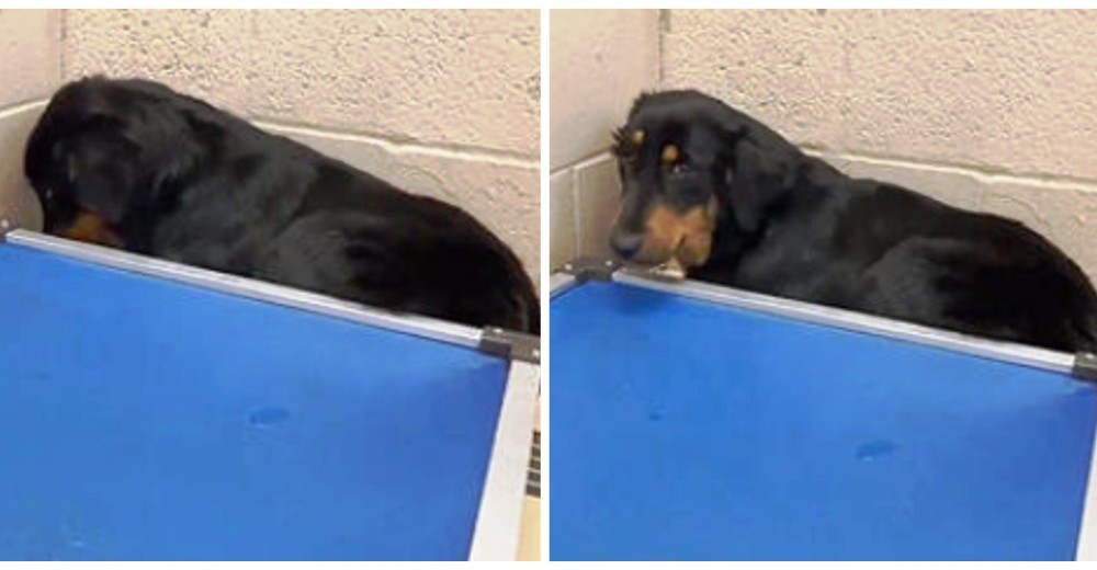 Perrita es regresada al refugio y no hace más que esconderse triste y aterrorizada Perrita es regresada al refugio y no hace más que esconderse triste y aterrorizada