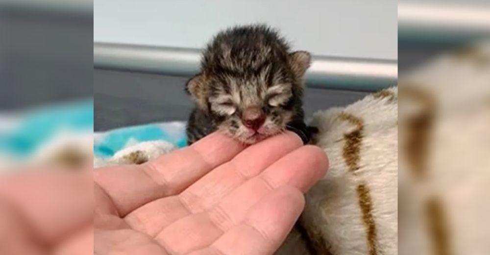 Rescatan justo a tiempo al gatito recién nacido que su madre intentó proteger