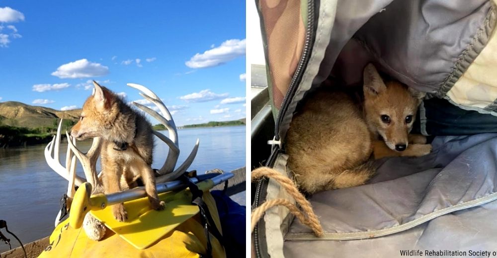 Salva a un coyote bebé que luchaba por su vida y se convierte en su nuevo tripulante a bordo Salva a un coyote bebé que luchaba por su vida y se convierte en su nuevo tripulante a bordo