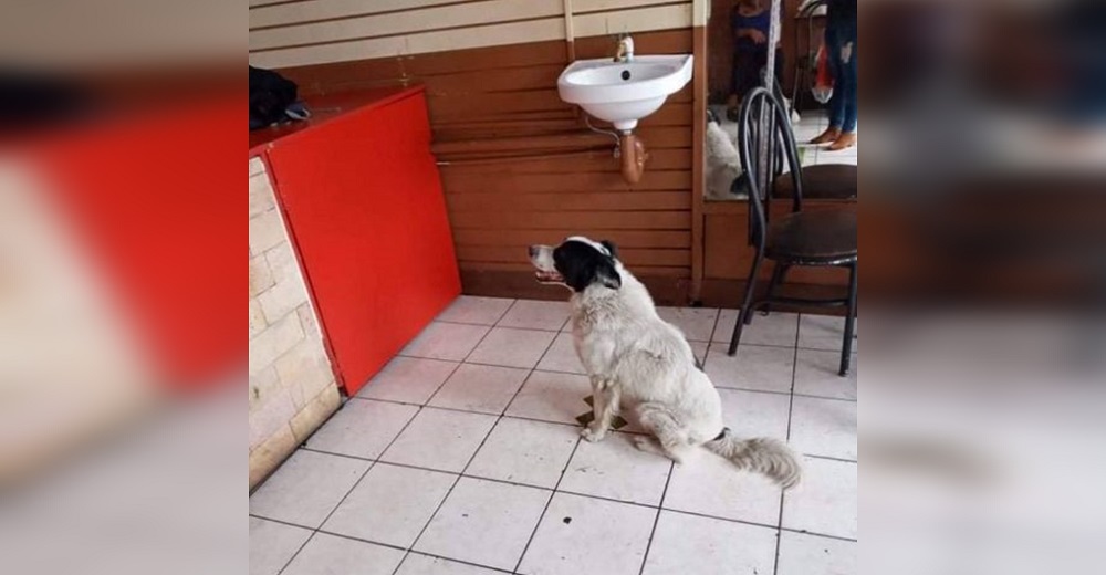 Captan a un perrito muy educado rogando por una piecita de pollo en un restaurante