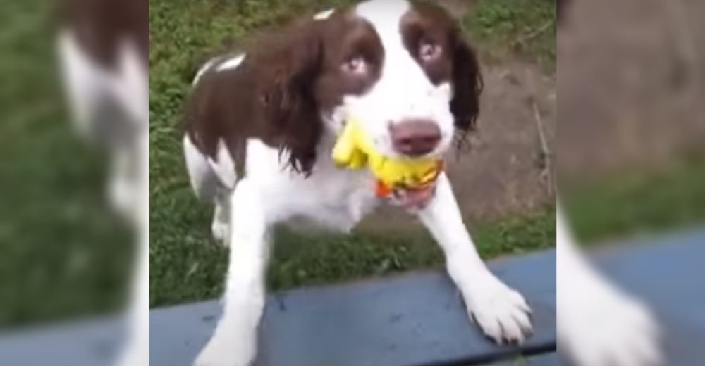 La ceguera de este valiente perro no le impide seguir las pistas de su dueña para obedecerla