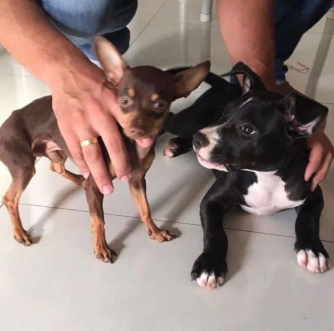 Una pitbull queda embarazada por un pinscher miniatura y recupera su