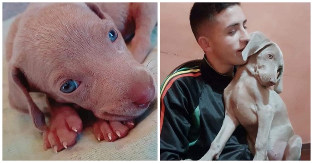 «Debe estar muy, pero muy asustada» – Suplica ayuda para hallar a su mimada perrita desaparecida «Debe estar muy, pero muy asustada» – Suplica ayuda para hallar a su mimada perrita desaparecida
