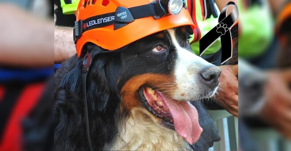 Muere Kreole, el famoso perrito que arriesgó su lomito rescatando víctimas en terremotos
