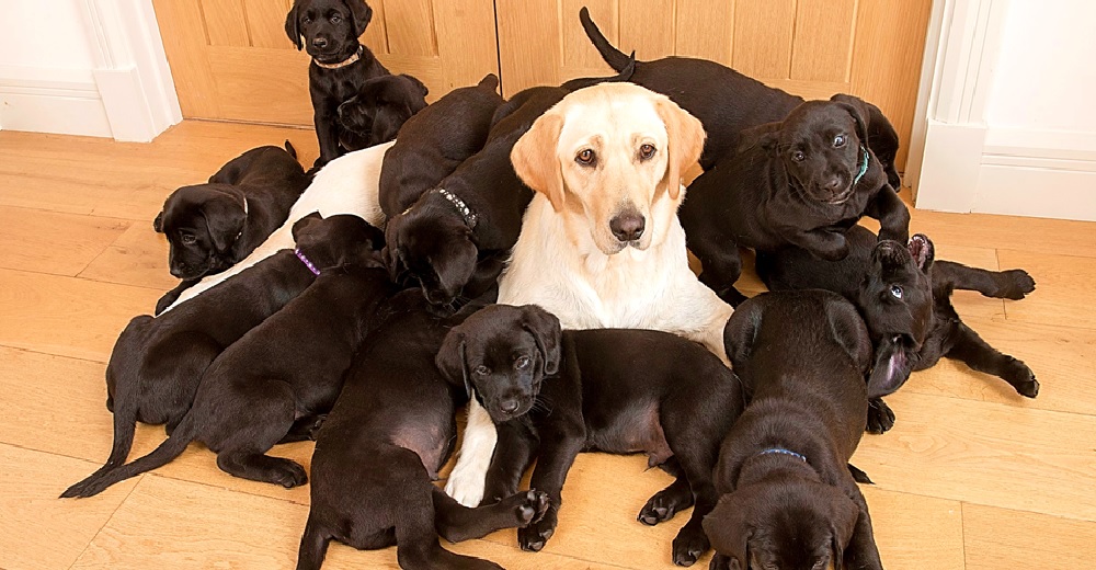 Una perrita labrador color crema queda confundida después de dar a luz 13 cachorritos negros